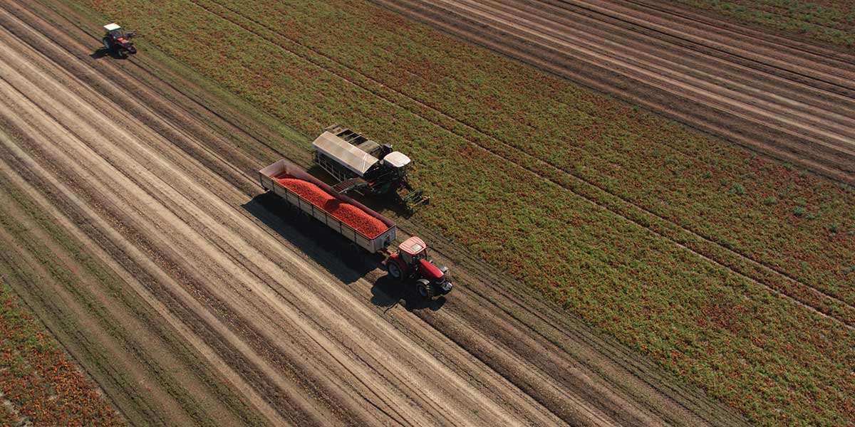 Pomodoro da industria, record storico di consegne nel Nord Italia